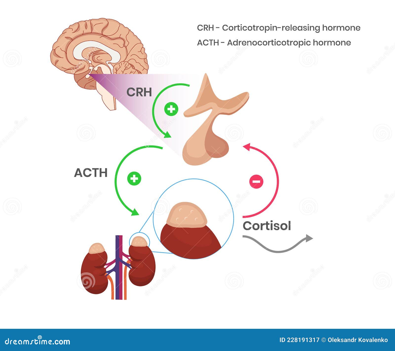 hypothalamicÃ¢â¬âpituitaryÃ¢â¬âadrenal axis physiology . cortisol production schematic drawing